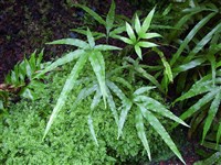 Птерис критский – Pteris cretica L.