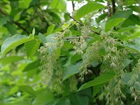 Птеростиракс волосистый – Pterostyrax hispida Sieb. & Zucc.