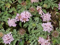 Птероцефалус многолетний, парнасский – Pterocephalus perennis Coult.