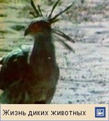 Птица-секретарь (видеофрагмент)