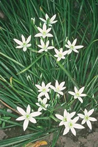 Птицемлечник