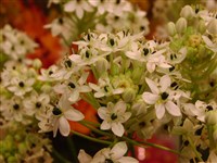 Птицемлечник арабский, щитковидный – Ornithogalum arabicum L.