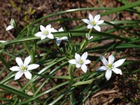 Птицемлечник зонтичный, белые брандушки – Ornithogalum umbellatum L.