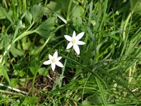 Птицемлечник немноголистный, Балансы – Ornithogalum oligophyllum Clarke