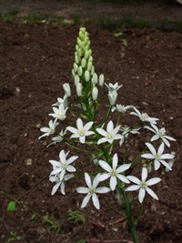 Птицемлечник пирамидальный – Ornithogalum pyramidale L.