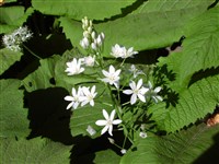Птицемлечник пиренейский – Ornithogalum pyrenaicum L.