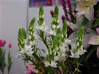 Птицемлечник тирсовидный – Ornithogalum thyrsoides Jacq.