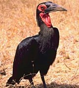 Птицы-носороги (африканский рогатый ворон)