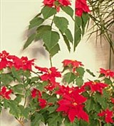 Пуансеттия