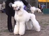 Пудель большой