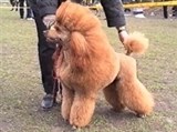 Пудель стандартный