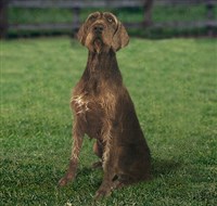 Пудель-Пойнтер