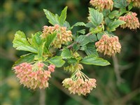 Пузыреплодник амурский – Physocarpus amurensisMaxim.