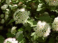 Пузыреплодник калинолистный, звездчатый, алабамский – Physocarpus opulifolius (L.) Maxim. (1)