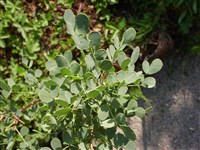 Пузырник восточный – Colutea orientalis Mill.