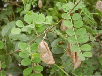 Пузырник древовидный, пузырное дерево – Colutea arborescens L.