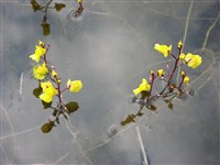 Пузырчатка обыкновенная – Urticularia vulgaris L.