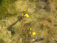 Пузырчатка промежуточная – Urticularia intermedia Hayne.