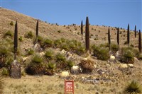 Пуйя Раймонда (Перу)