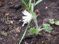 Пульсатилла Халлера – Pulsatilla halleri (All.) Willd.