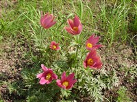 Пульсатилла луговая – Pulsatilla pratensis (L.) Mill. (1)