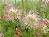 Пульсатилла луговая – Pulsatilla pratensis (L.) Mill. (2)