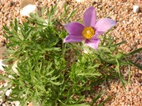 Пульсатилла обыкновенная – Pulsatilla vulgaris Mill. (1)