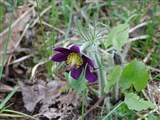 Пульсатилла обыкновенная – Pulsatilla vulgaris Mill. (2)