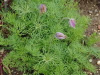 Пульсатилла распростертая, сон-трава – Pulsatilla patens (L.) Mill.