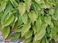 Пупочник весенний, стелющаяся незабудка – Omphalodes verna Moench.