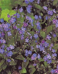 Пупочник каппадокийский – Omphalodes cappadocica (Willd.) DC.