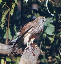 Пустельги (пустельга с добычей)