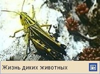 Пустынная саранча