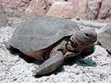 Пустынная черепаха-гофер (Gopherus agassizii)