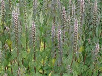 Пустырник сердечный, обыкновенный. – Leonurus cardiaca L.