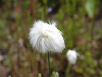 Пушица Шейхцера – Eryophorum scheuchzeri Hoope.