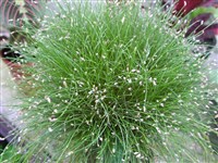 Пушица влагалищная – Eryophorum vaginatum L.