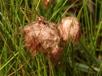 Пушица рыжеватая – Eryophorum russeolum Fries.
