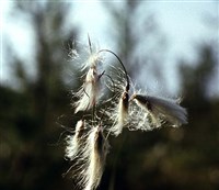 Пушица узколистная