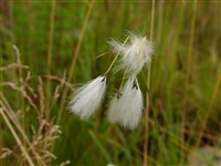 Пушица широколистная – Eryophorum latifolium Hoppe.