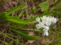 Пушкиния пролесковидная – Puschkinia scilloides Adam. (1)