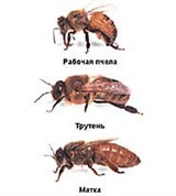 Пчелиная семья (схема)