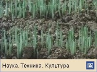 Пшеница (прорастание семян)