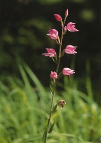 Пыльцеголовник красный – Cephalanthera rubra (L.) L.C.Rich.