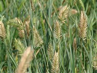 Пырей гребенчатый – Agropyron cristatum (L.) Gaertn.