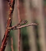 Пяденица (гусеница)