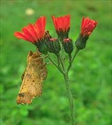 Пяденица осенняя желтая