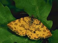 Пяденицы (пяденица пятнистая)