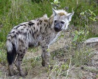 Пятнистая гиена (Crocuta crocuta)