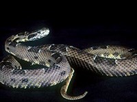 Пятнистая жарарака (Bothrops neuwiedi)